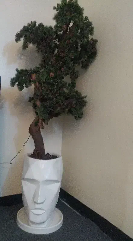 درختچه کاج|گل مصنوعی|پاکدشت, پاکدشت (مامازند)|دیوار