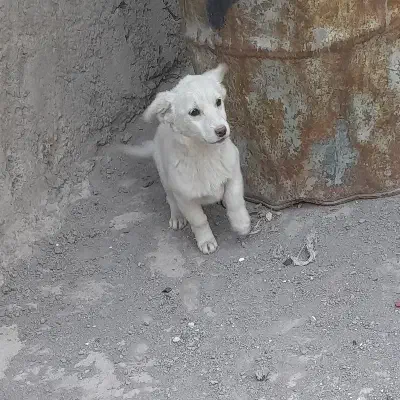 سگ پاکوتاه|سگ|رفسنجان, |دیوار