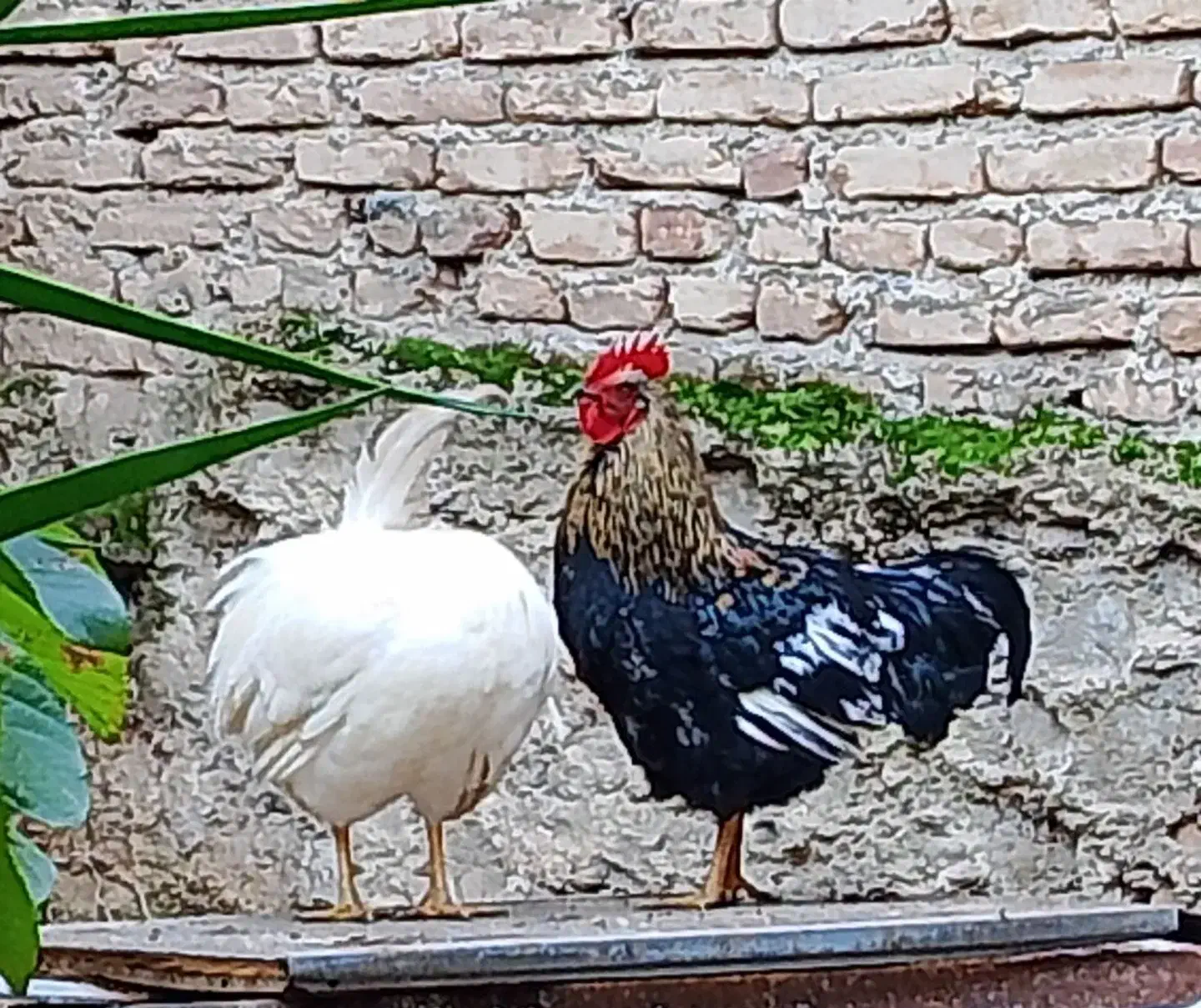 خروس|حیوانات مزرعه|بهشهر, |دیوار