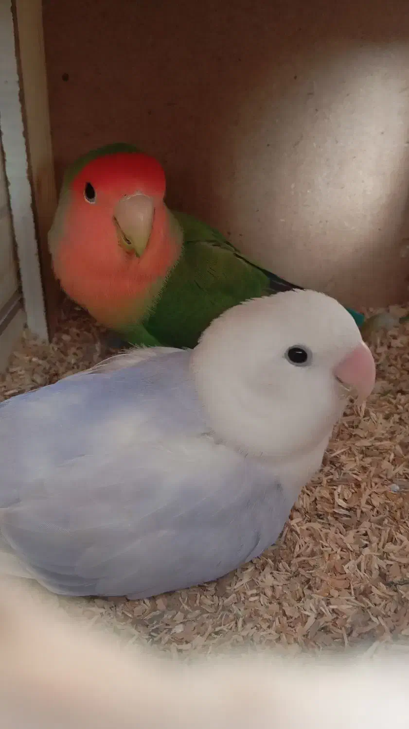 کوتوله|پرنده|شیراز, رکن‌آباد|دیوار