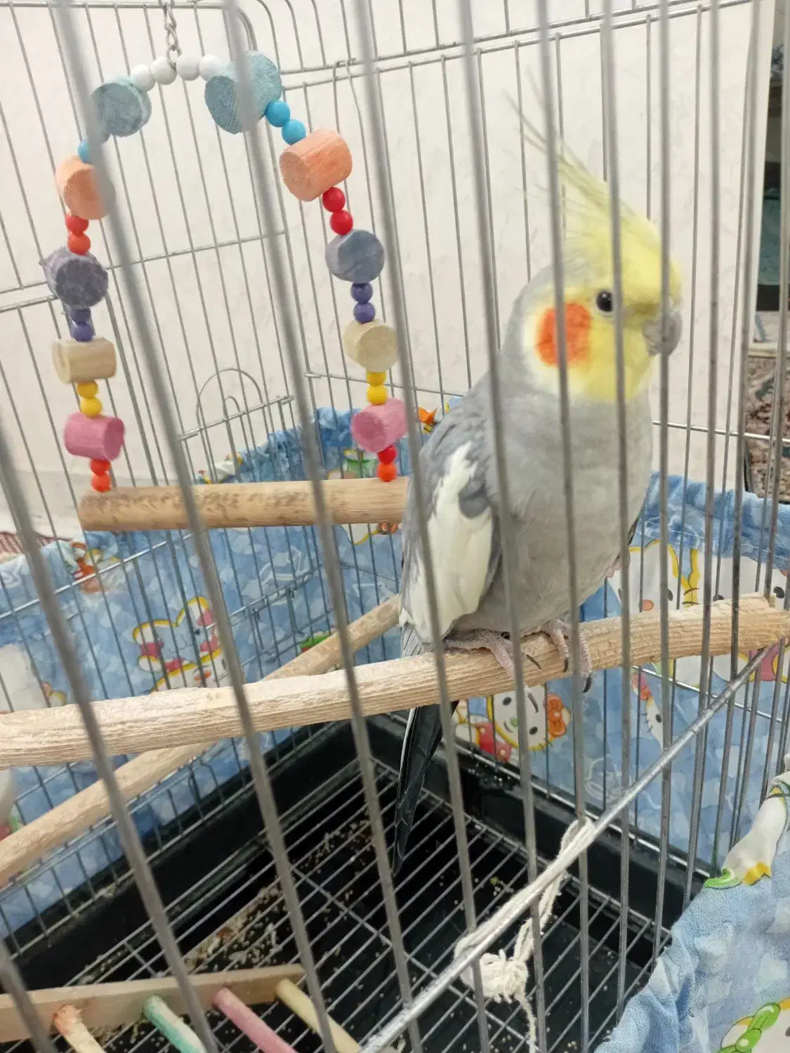 عروس هلندی|پرنده|ری, شهادت|دیوار