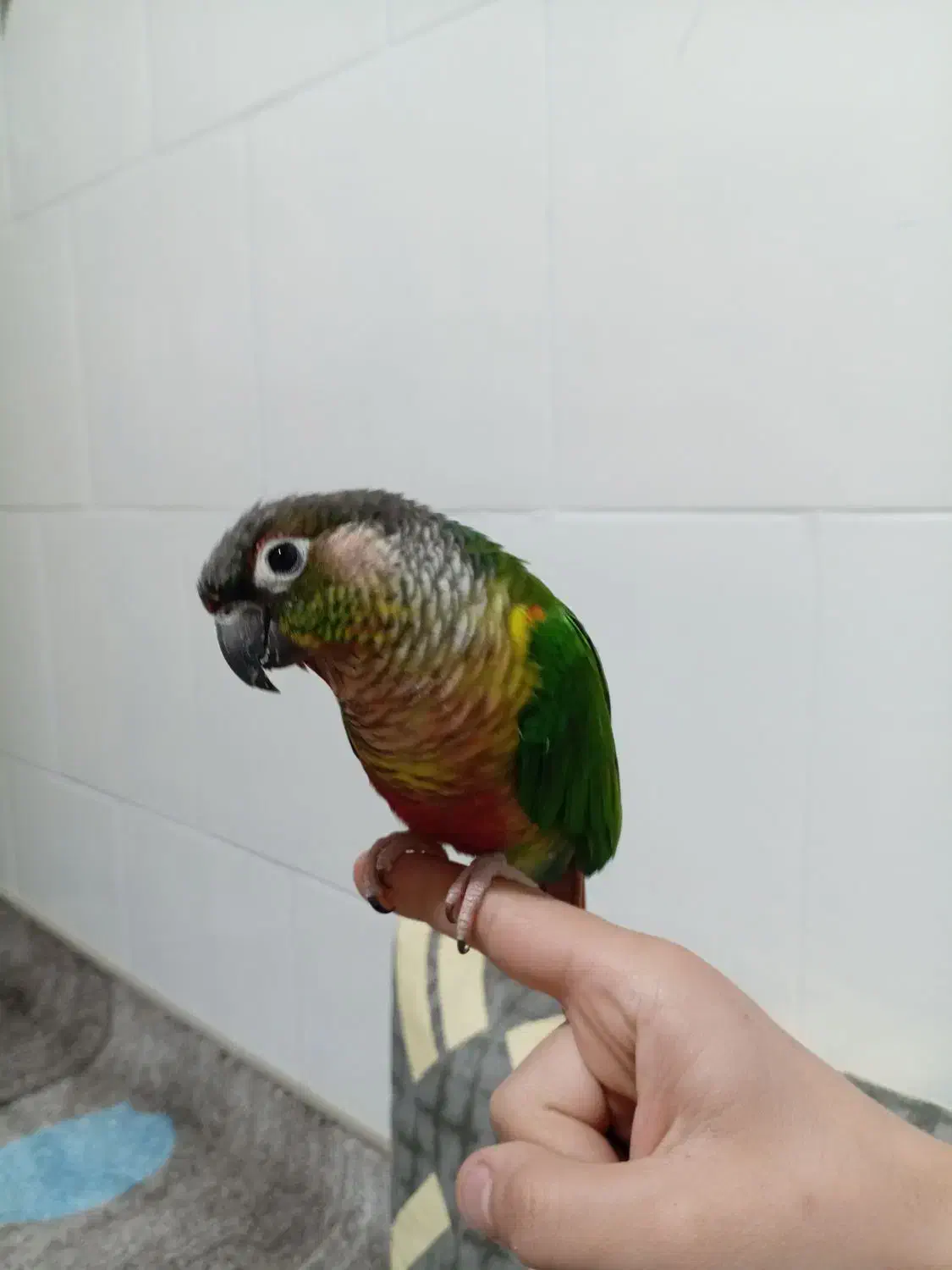 گرینچیک دستی|پرنده|تیران, |دیوار