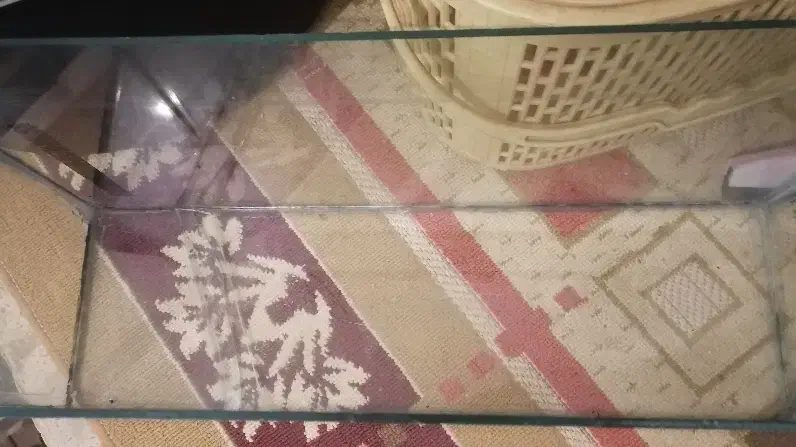 آکواریوم|ماهی|کنگاور, |دیوار