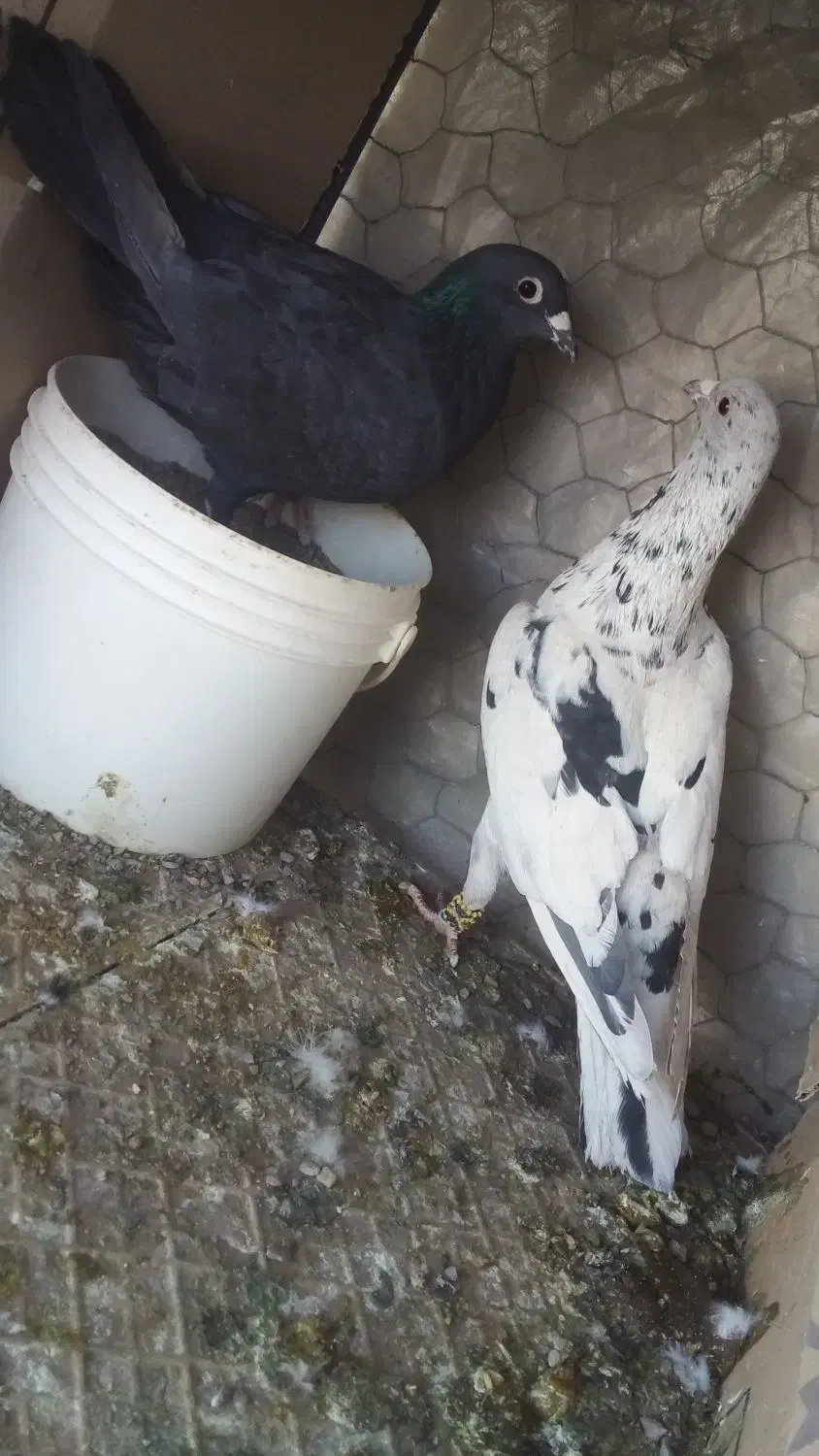 کبوترساروزاغ کرمانی|پرنده|قائن, |دیوار