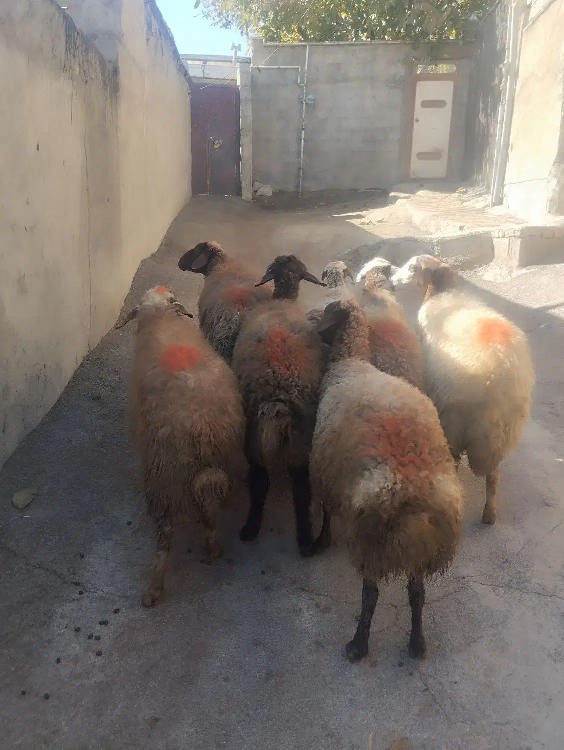 گوسفند زنده|حیوانات مزرعه|دورود, |دیوار