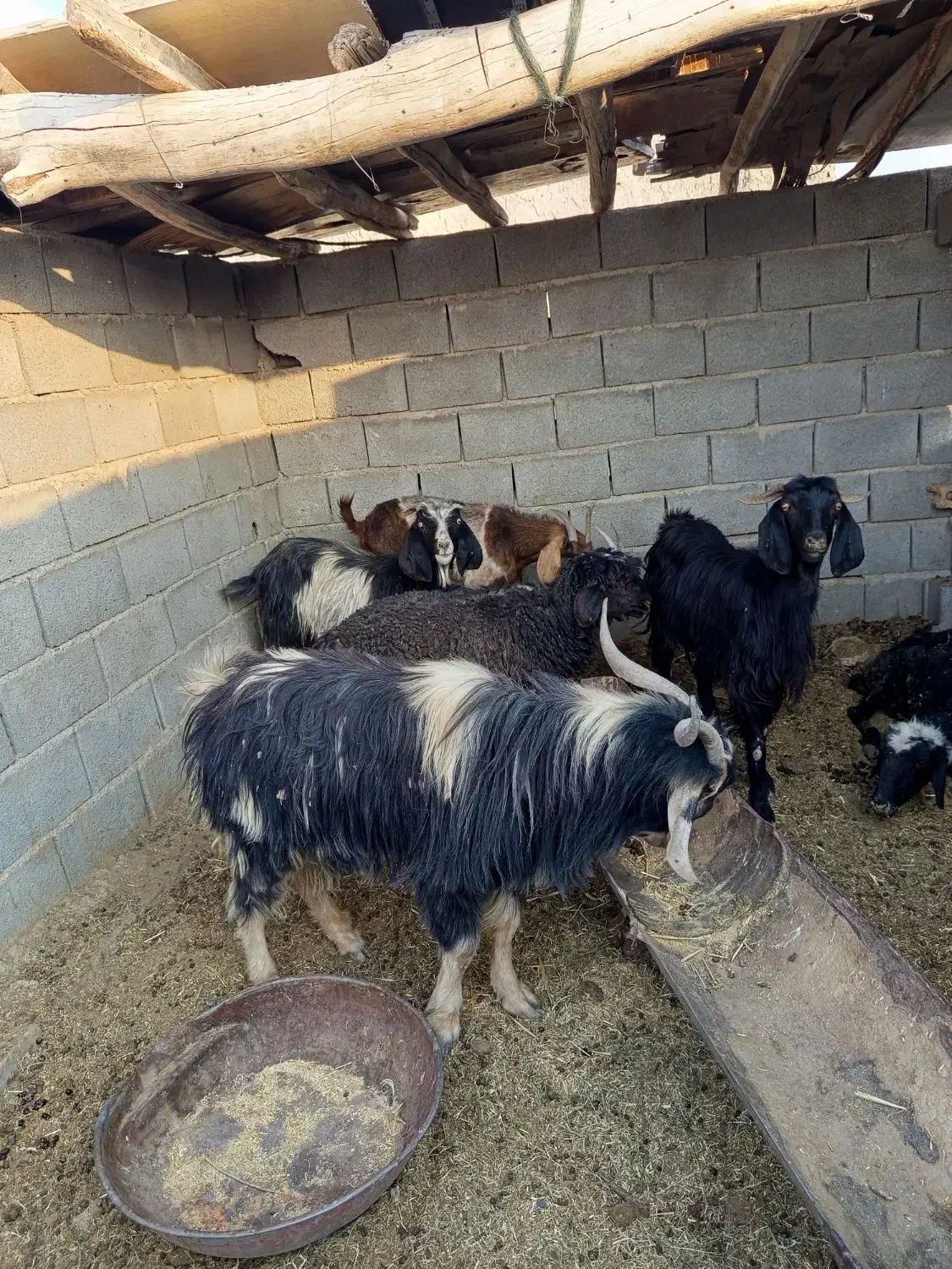 بز و دوبر|حیوانات مزرعه|شیراز, آبیاری|دیوار