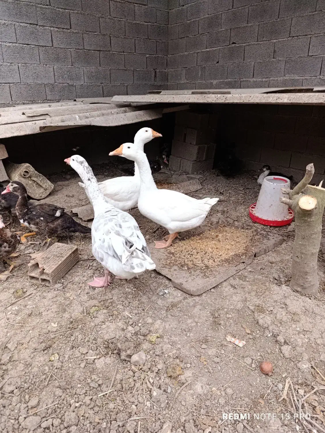 فروش غاز ۷ ماهه وزن دار سالم و سرحال|حیوانات مزرعه|آکند, |دیوار