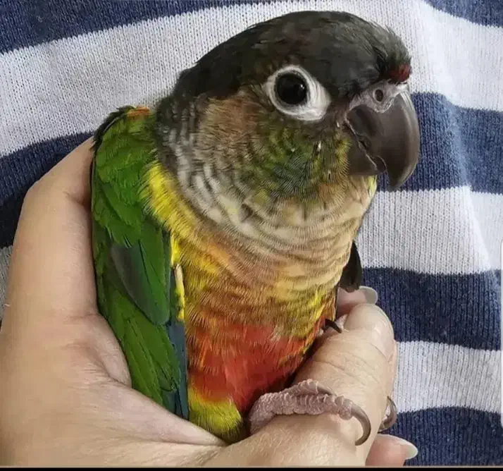 طوطی گمشده|پرنده|بهبهان, |دیوار