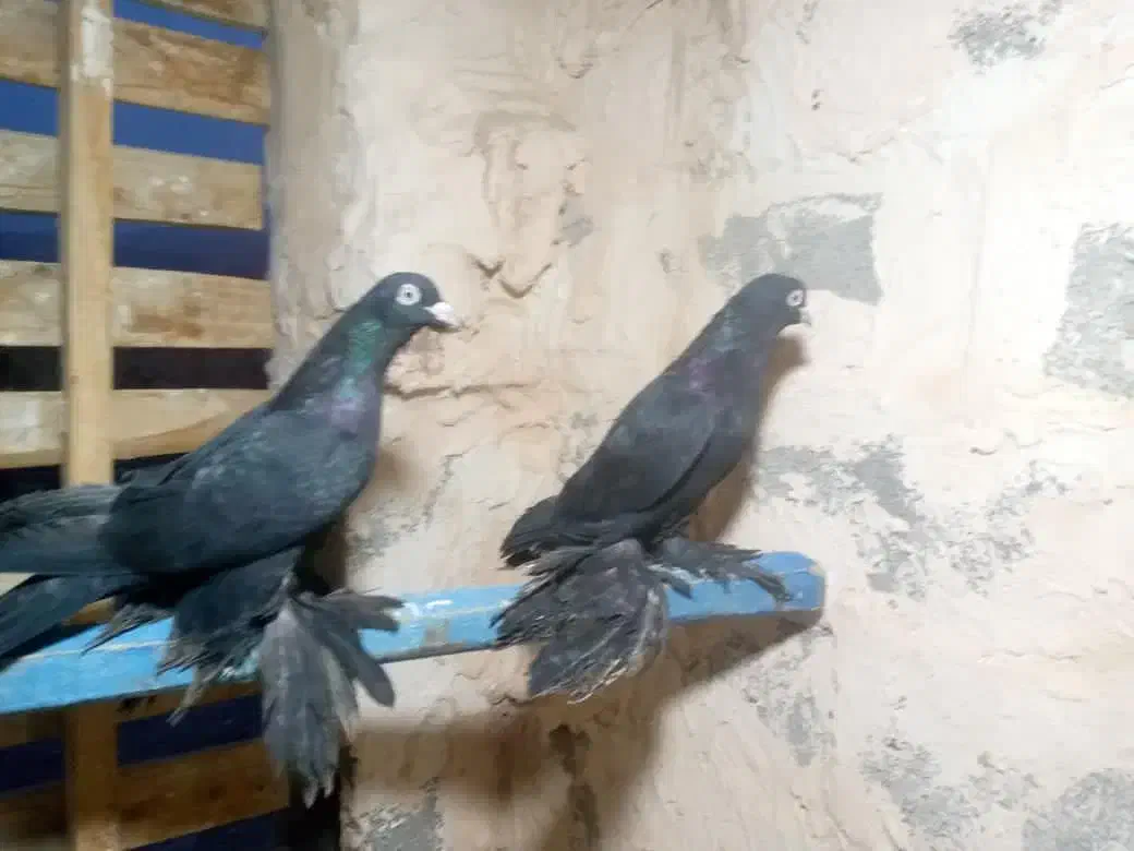 کبوتر|پرنده|میاندوآب, |دیوار