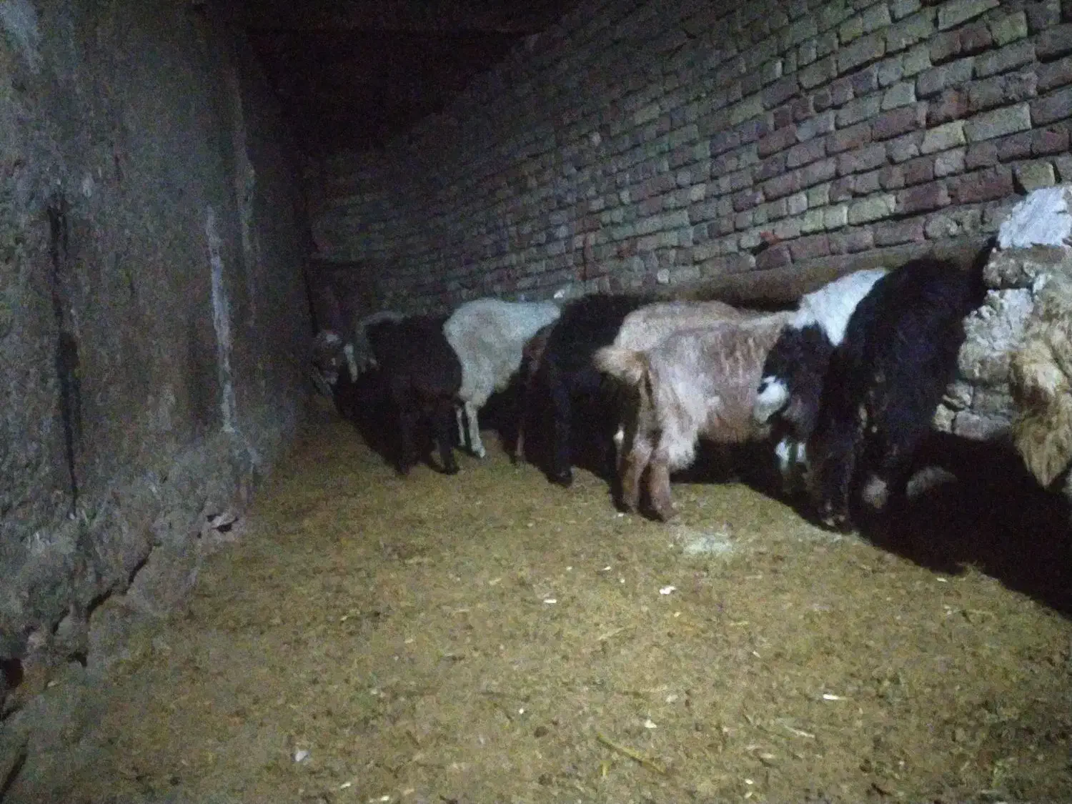 افشاری. پلنگی. مهربانی. بختیاری.|حیوانات مزرعه|کنگاور, |دیوار