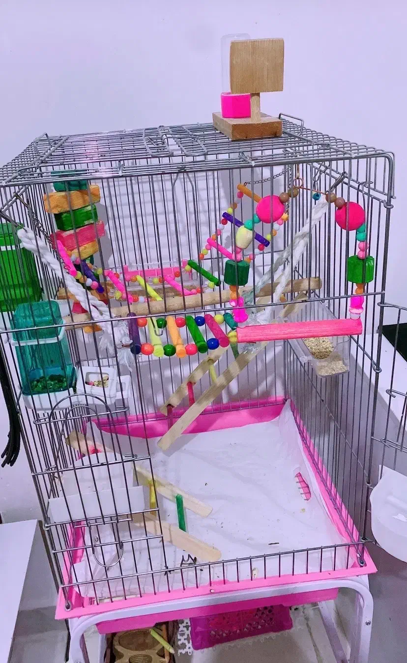 قفس طوطی|لوازم جانبی حیوانات|شاهینشهر, شهرک گلدیس|دیوار