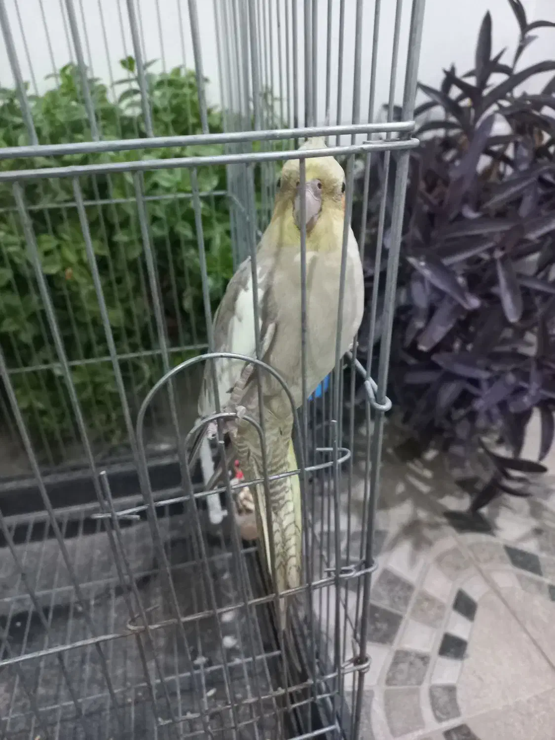 عروس هلندی|پرنده|رباطکریم, الارد|دیوار