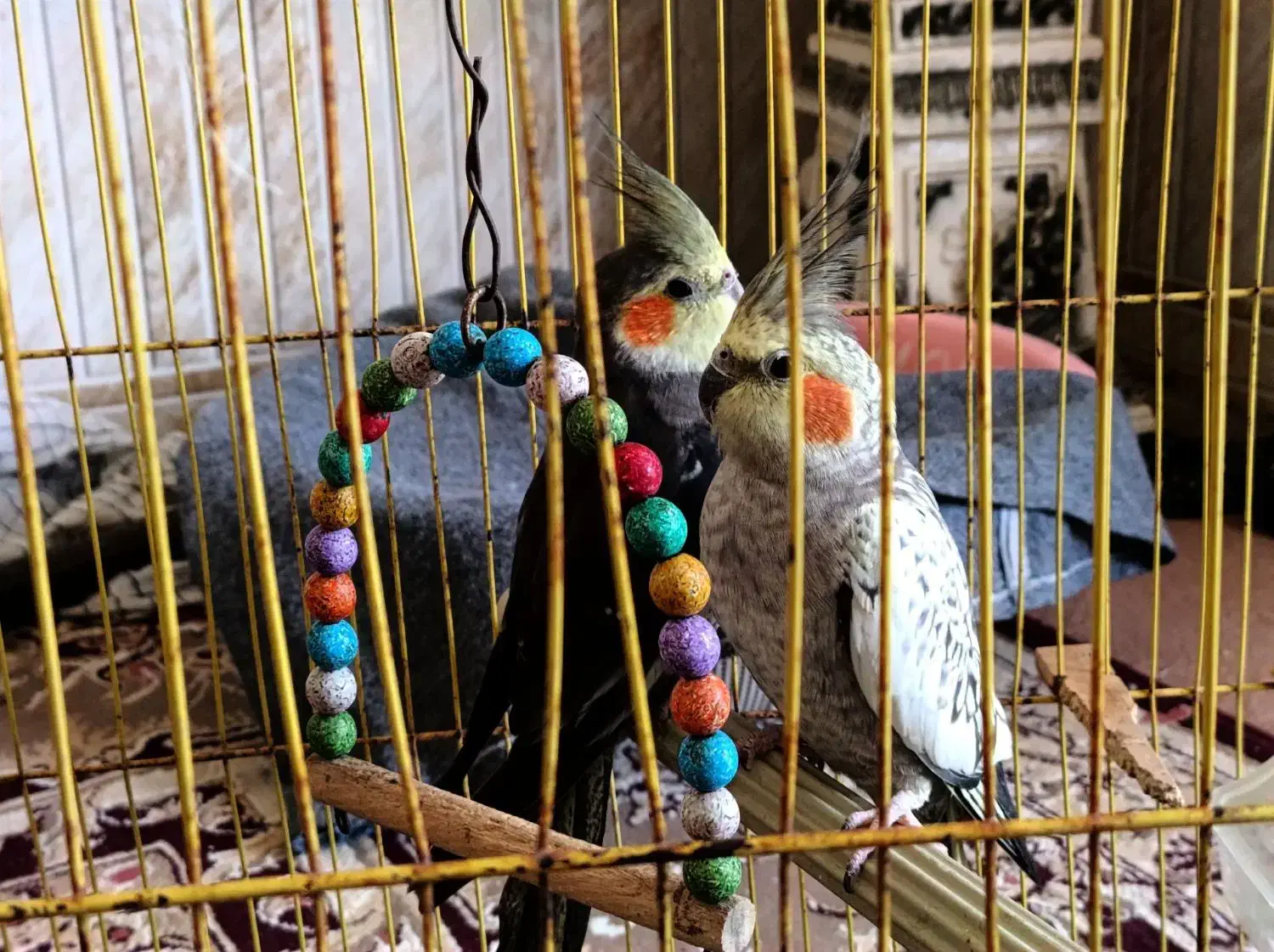 عروس هلندی|پرنده|آشخانه, |دیوار