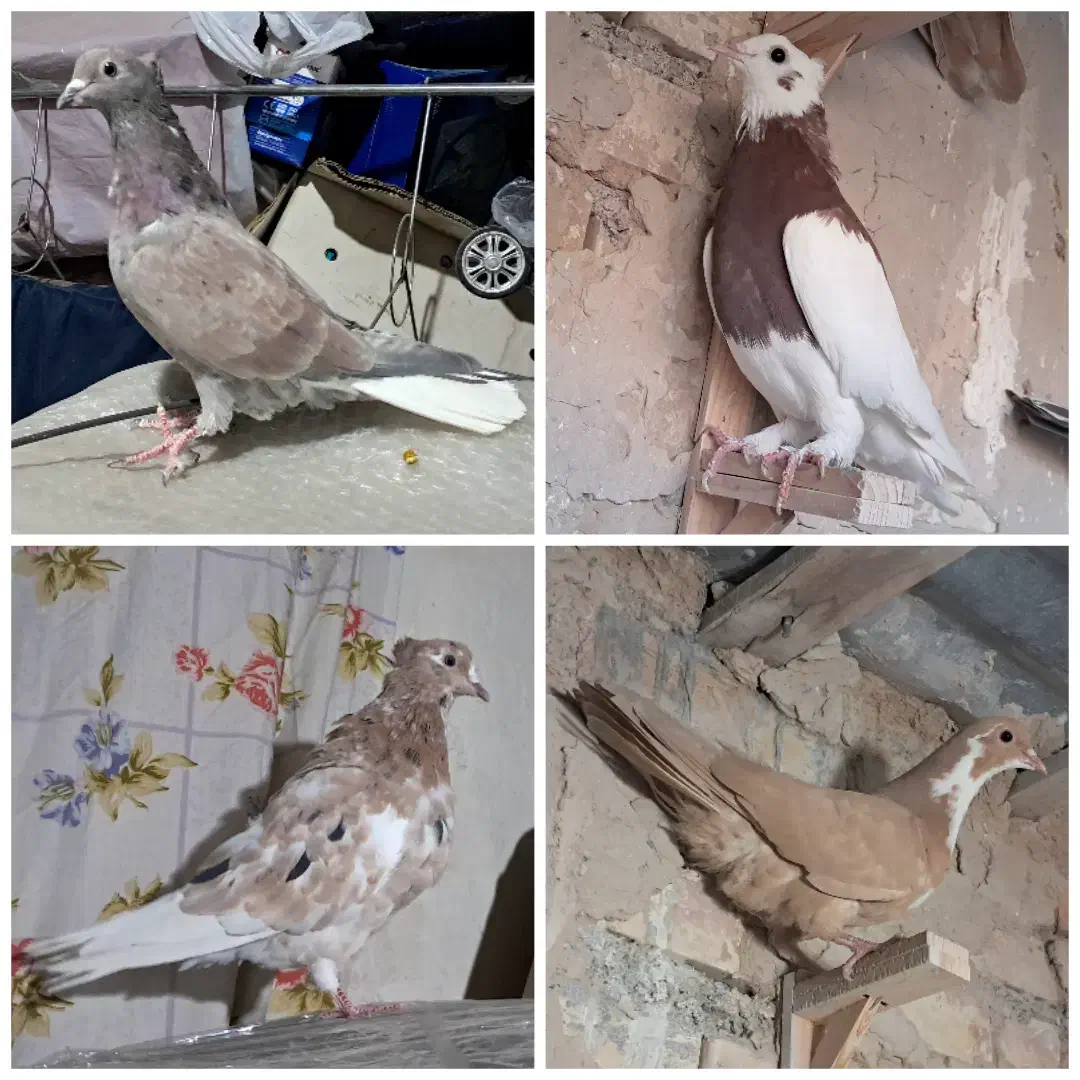 کفتر هفترنگ دم سفید شازده کاکلی پولکی طوقی صید|پرنده|مشهد, موسوی قوچانی|دیوار