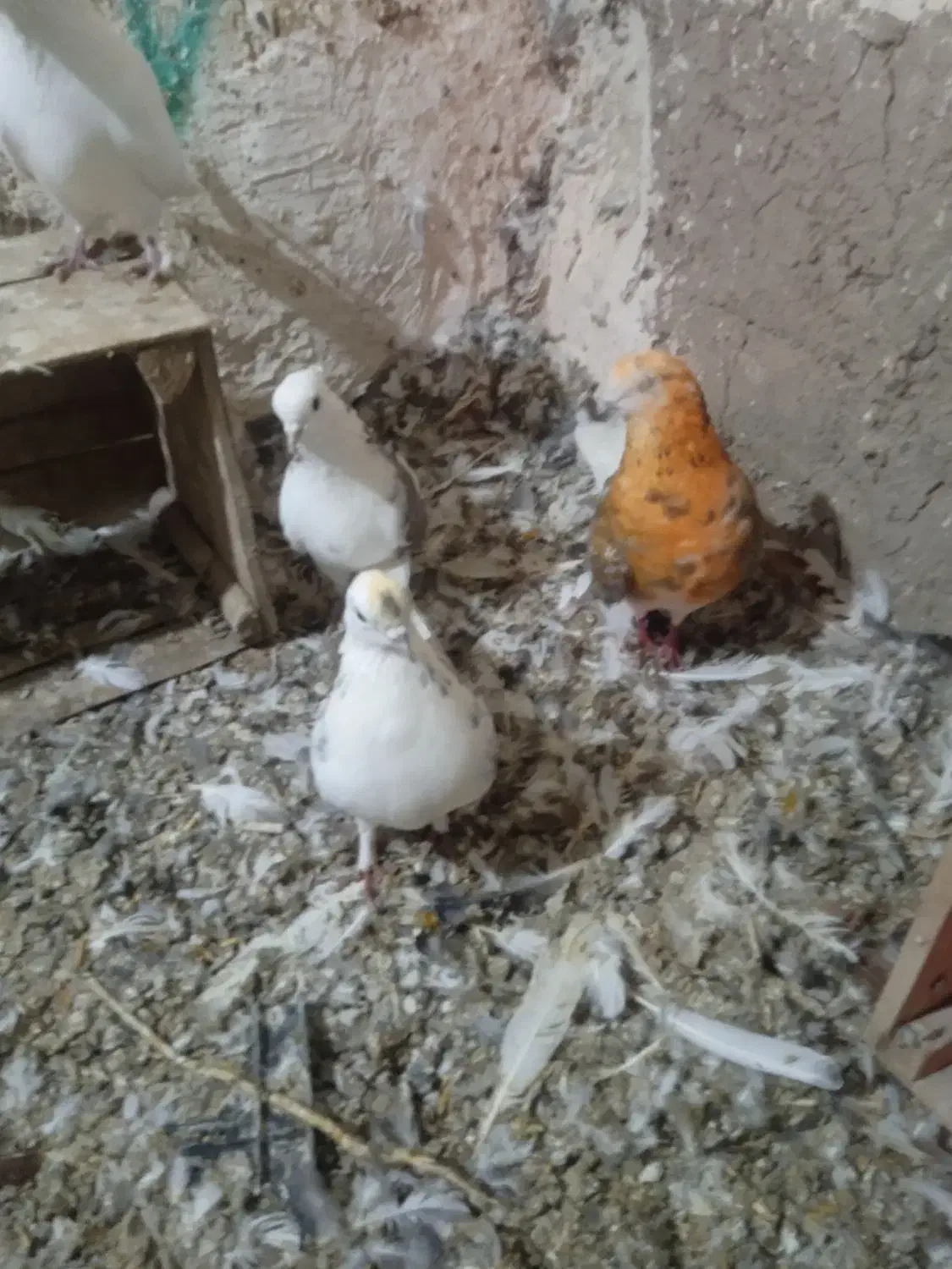 کبوتر دم سفید|پرنده|مشگین شهر, |دیوار