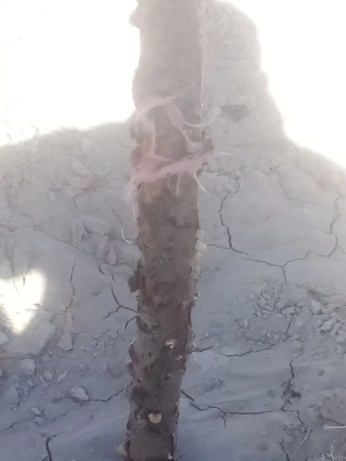 استا بنا|خدمات پیشه و مهارت|بیرجند, |دیوار