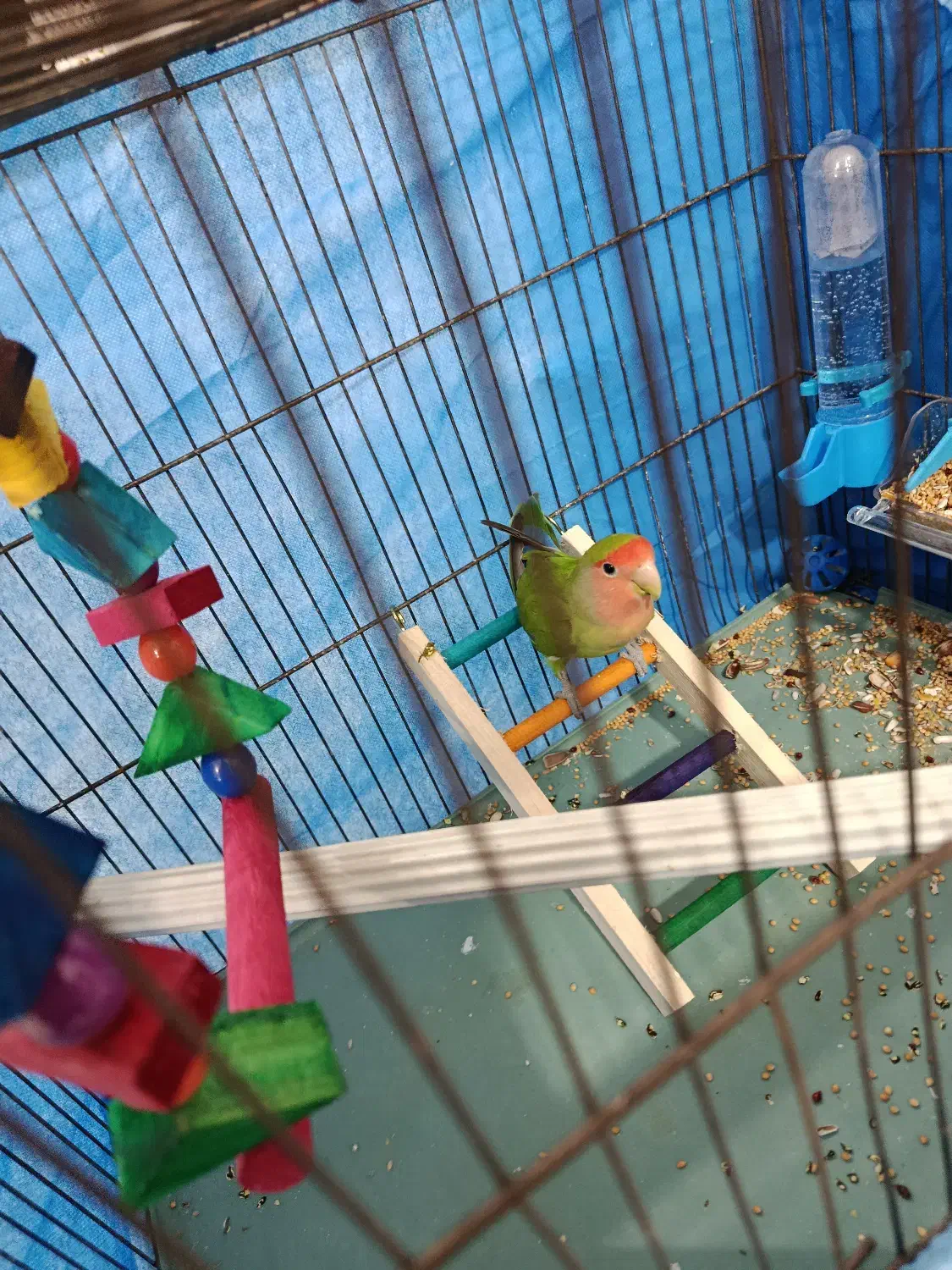 طوطی برزیلی|پرنده|تاکستان, |دیوار