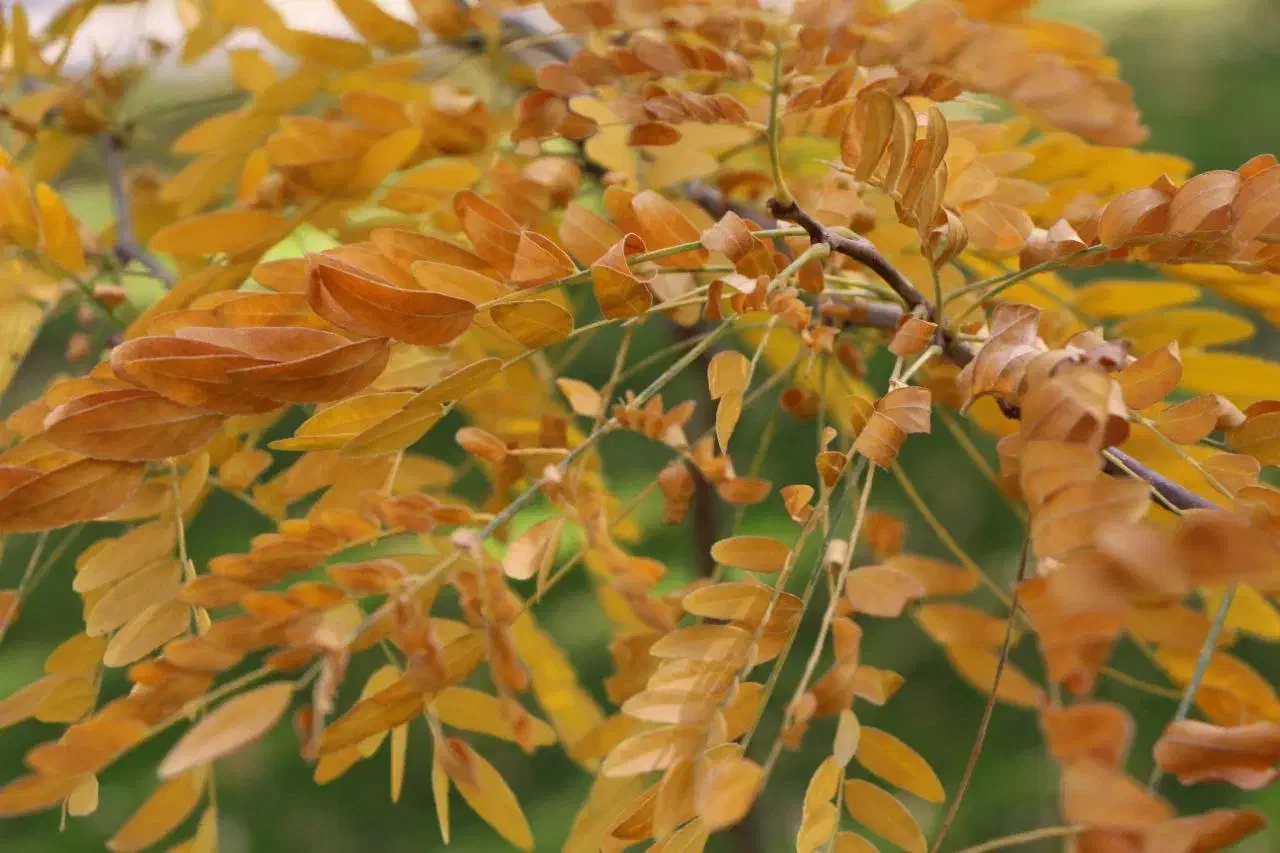 فروش زمین کشاورزی وباغ|فروش دفتر صنعتی، کشاورزی، تجاری|نیمبلوک, |دیوار