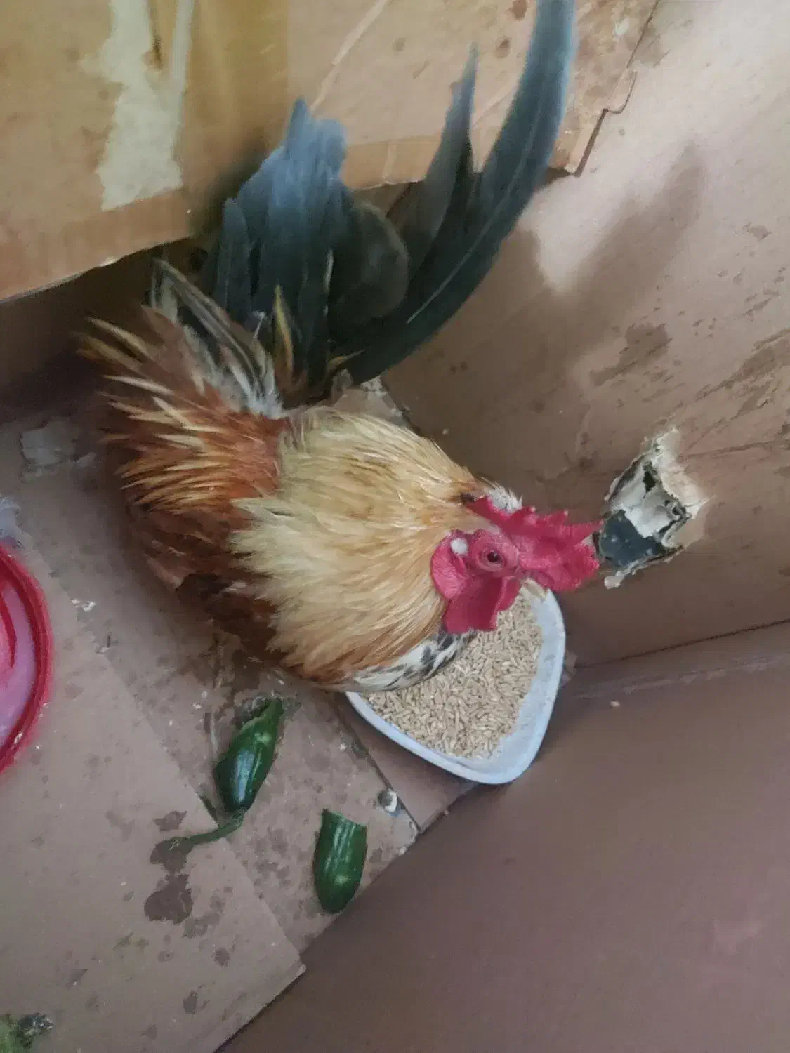 خروس|حیوانات مزرعه|تهران, عبدلآباد|دیوار