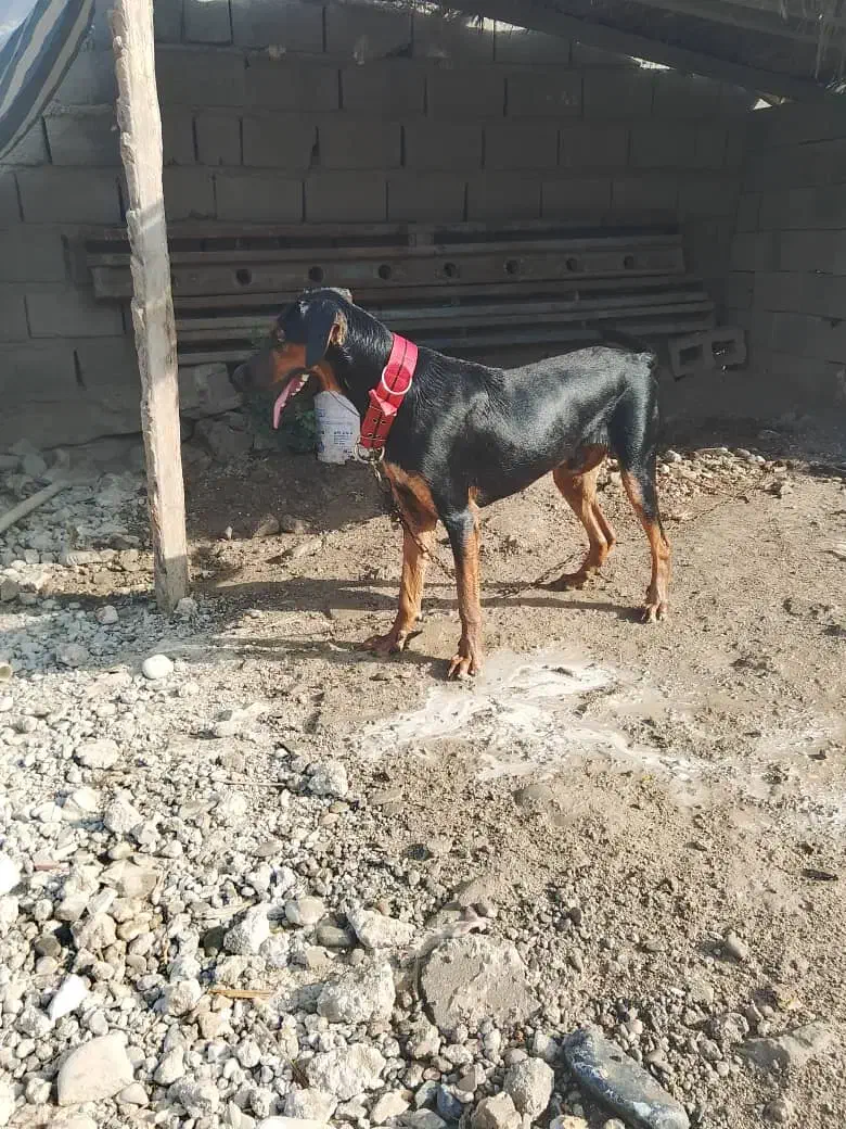 ...|سگ|میناب, |دیوار