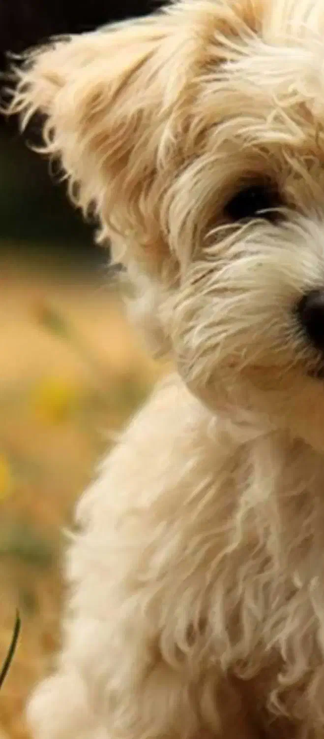 واگذاری رایگان|سگ|رفسنجان, |دیوار