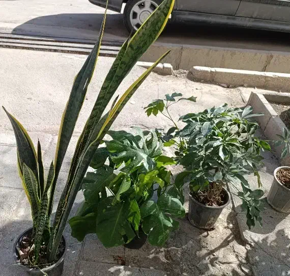 گل طبیعی|گل و گیاه طبیعی|قیدار, |دیوار