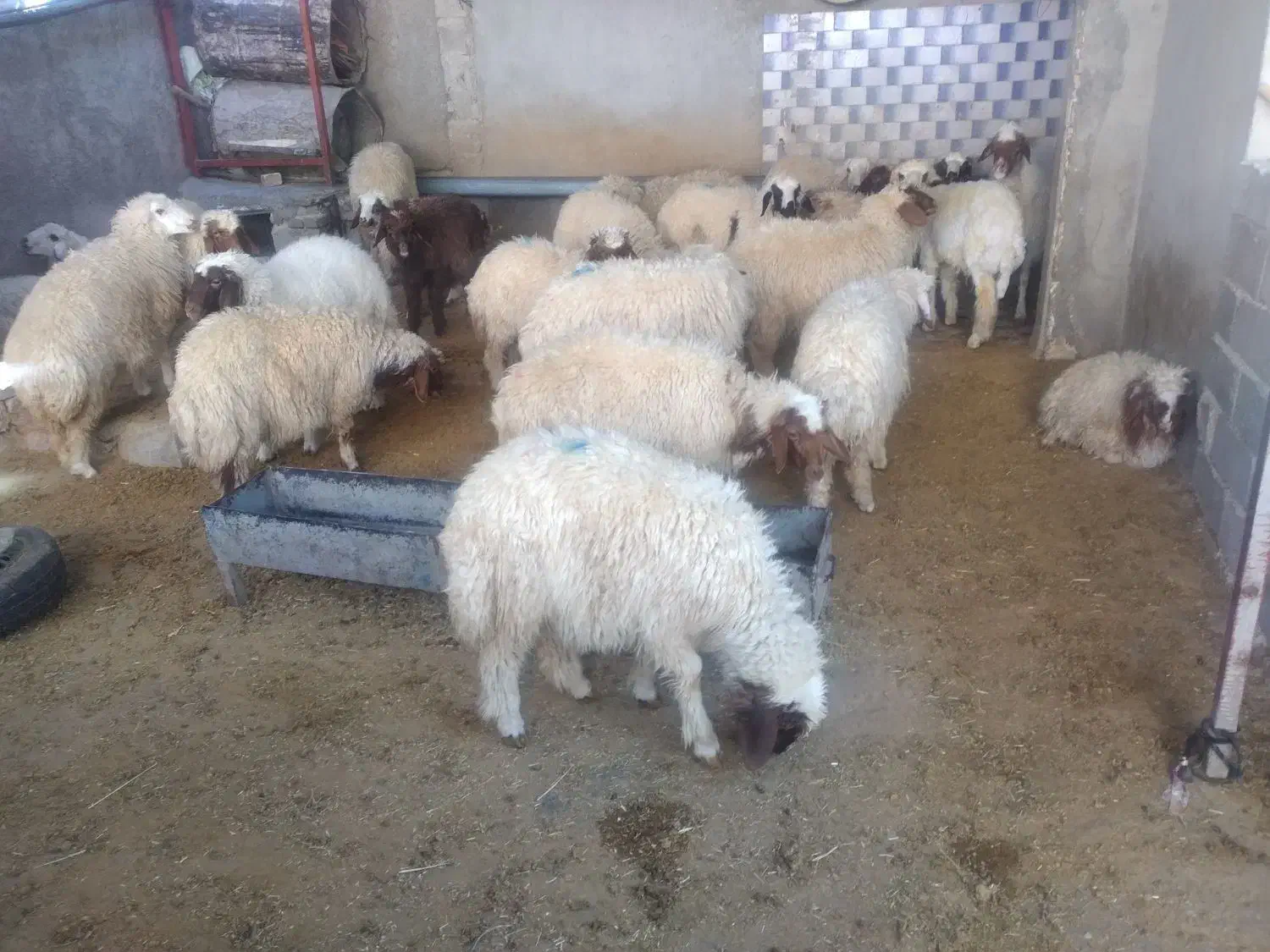 بره نر پرواری|حیوانات مزرعه|زرنه, |دیوار