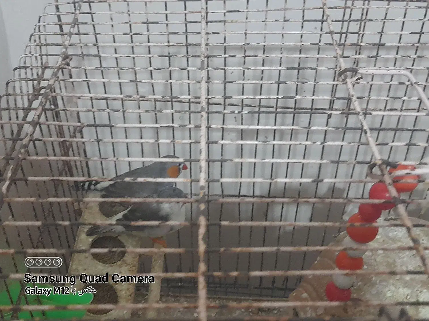 پرنده فنچ|پرنده|بندرعباس, |دیوار