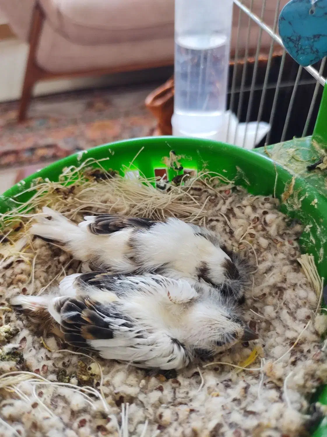 پرنده|پرنده|قزوین, |دیوار