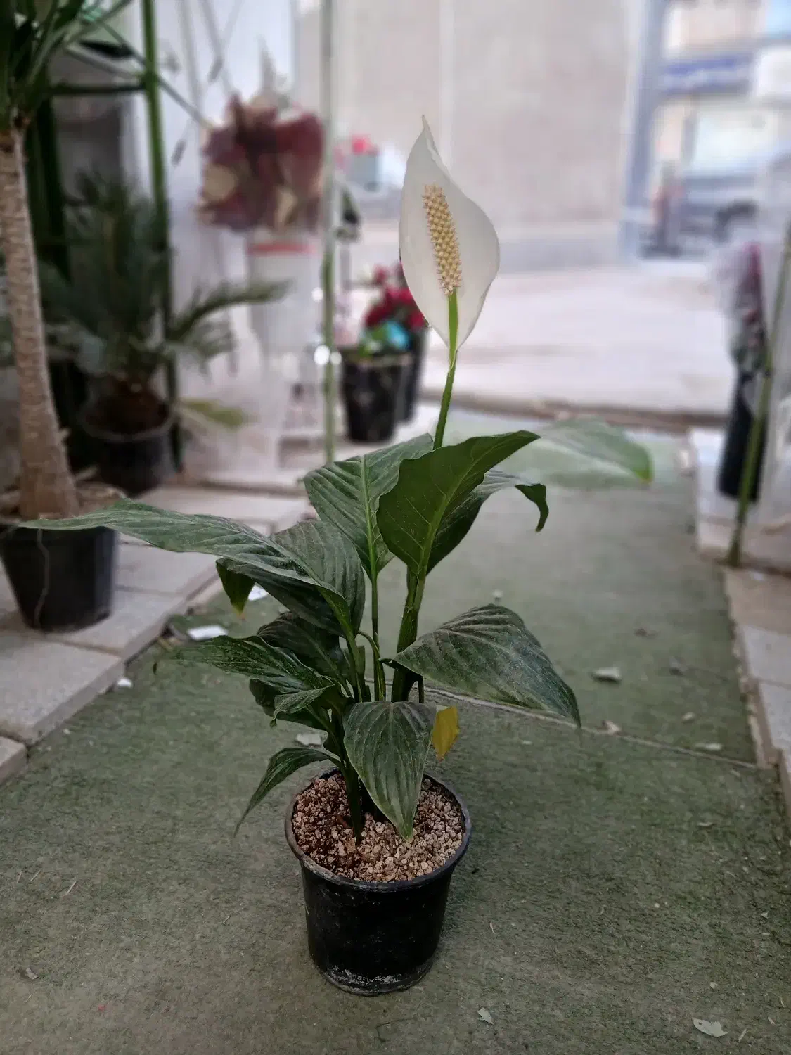 گل اسپاتی|گل و گیاه طبیعی|ابهر, |دیوار