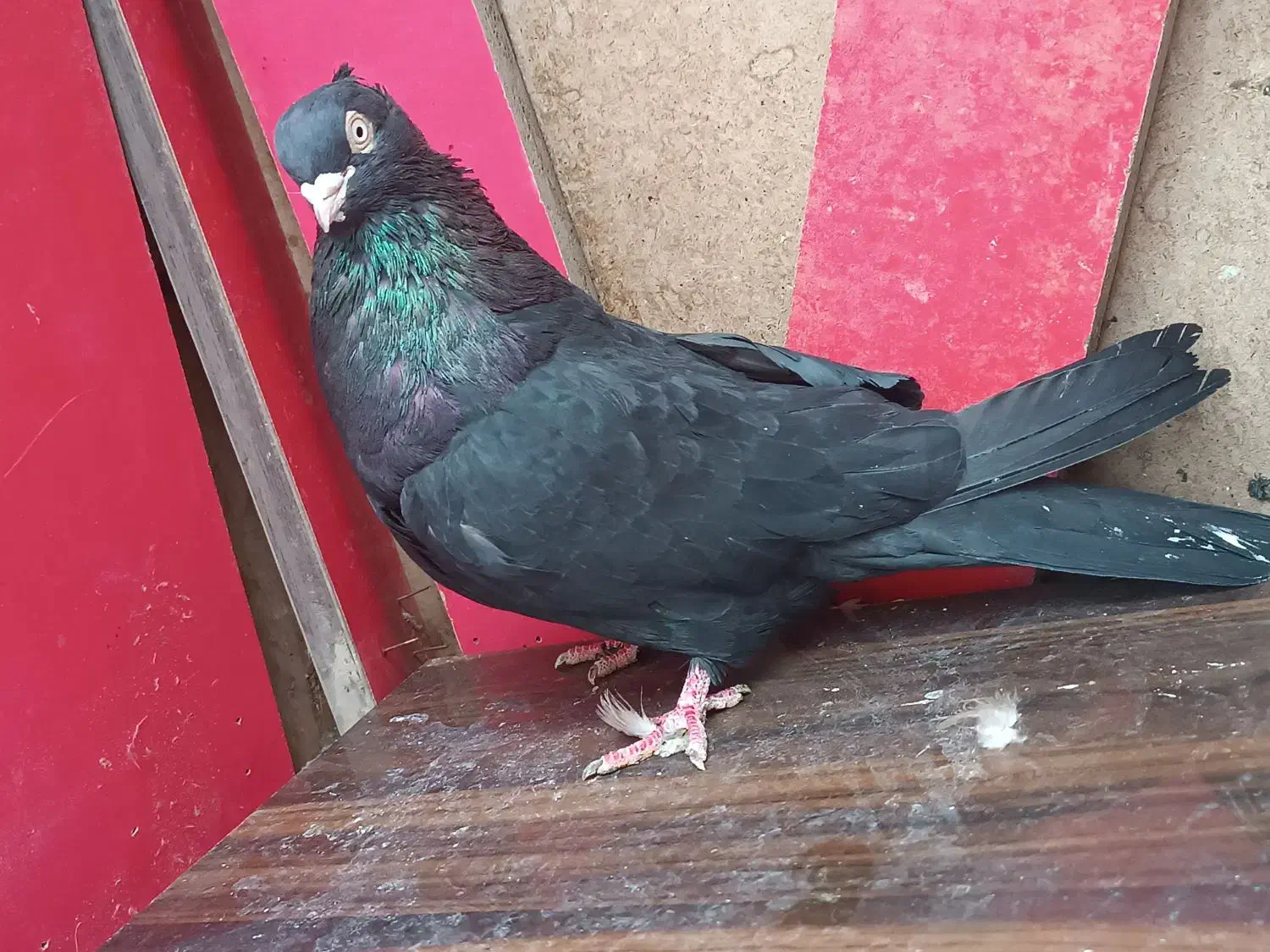 کبوتر سرخ زاغ|پرنده|زیباشهر, |دیوار