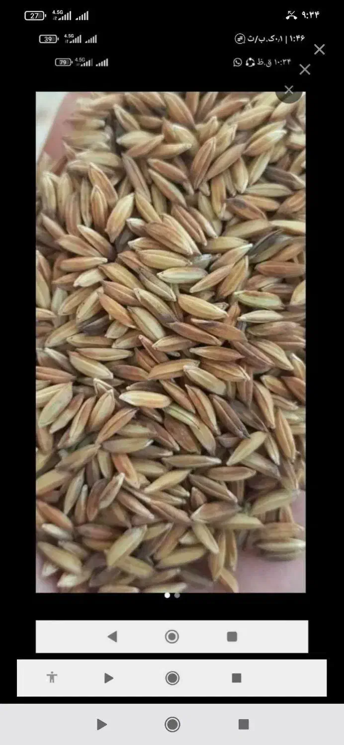 فروش شلتوک عنبر بو خوزستان|خوردنی و آشامیدنی|خرامه, |دیوار