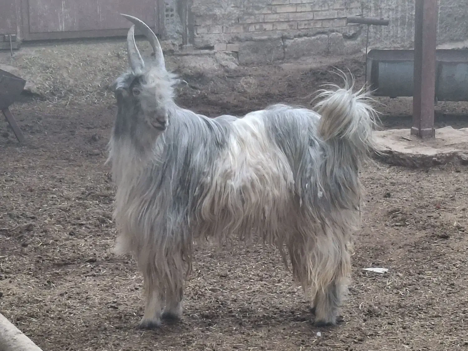 چپش دوبور بز بزغاله|حیوانات مزرعه|شهرضا, |دیوار