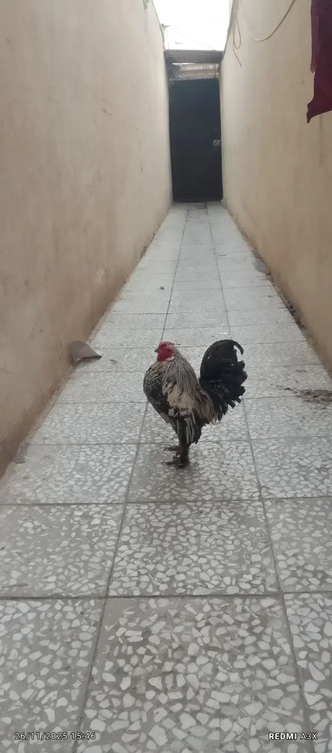 معاوضه داریم|حیوانات مزرعه|قم, ولیعصر|دیوار