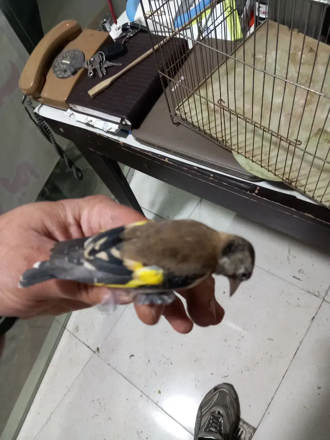 ۳ عدد جوجه نیم رنگ قفس|پرنده|کرج, حصارک بالا|دیوار