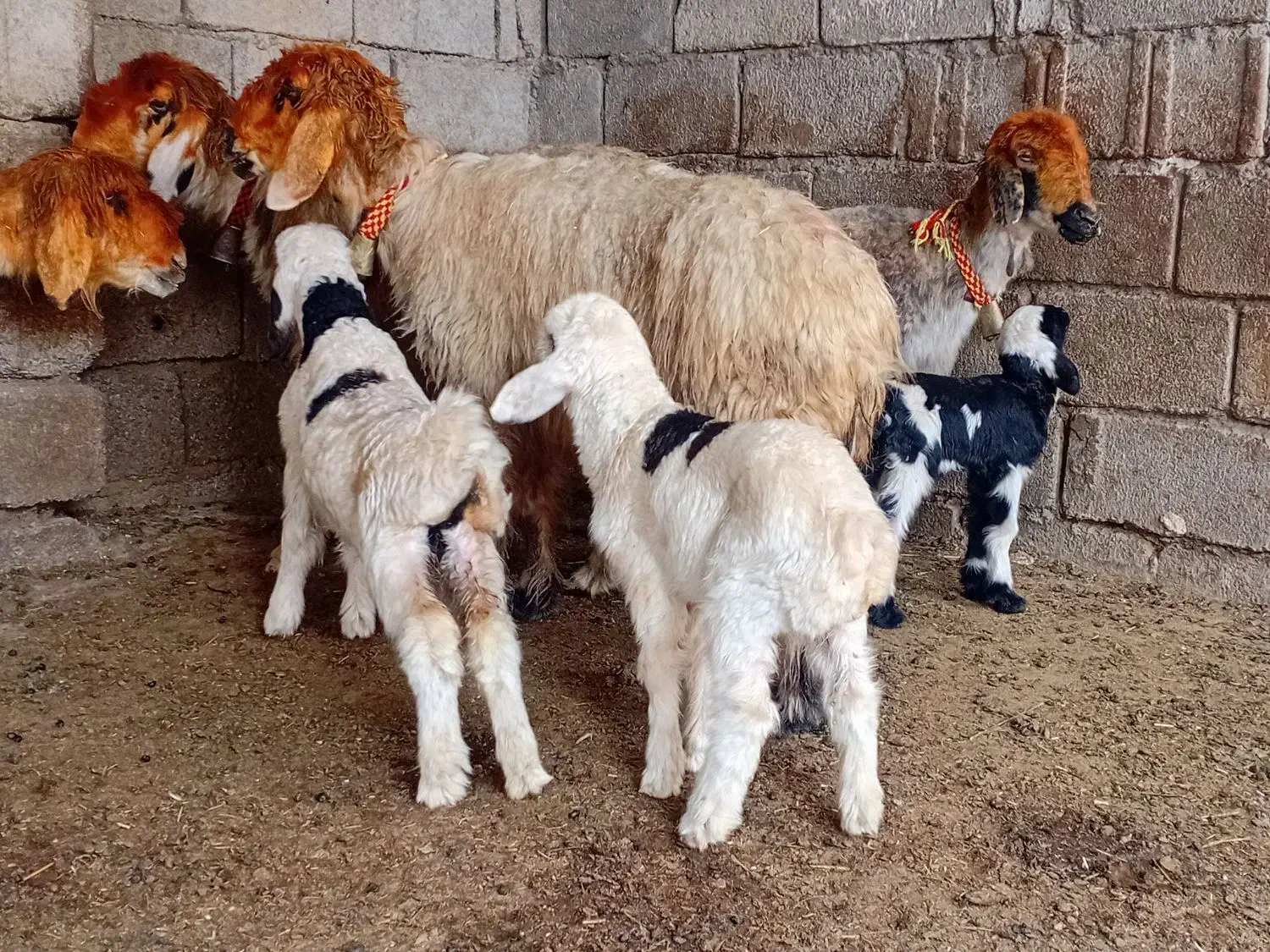 میش زاییده|حیوانات مزرعه|شوشتر, |دیوار