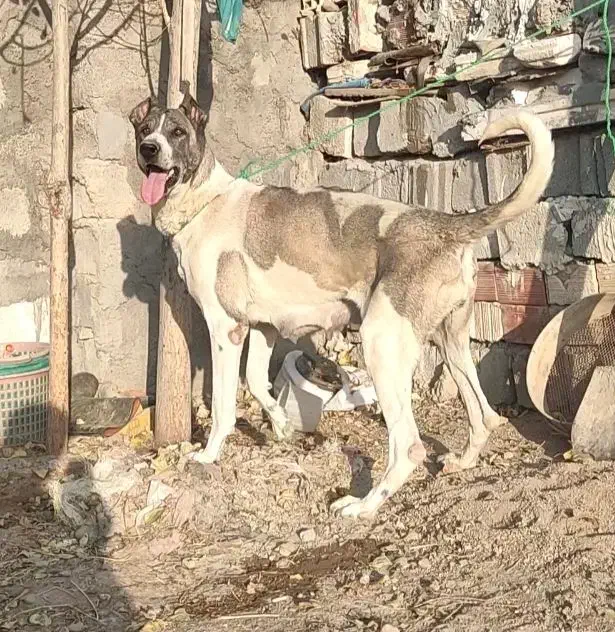 ماده سرابی آلاش|سگ|اردبیل, |دیوار