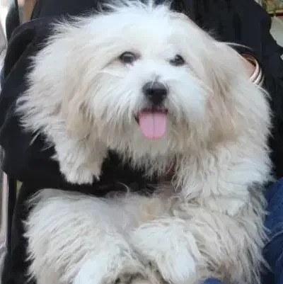 سگ شیتزو|سگ|تربت جام, میرقوام الدین|دیوار