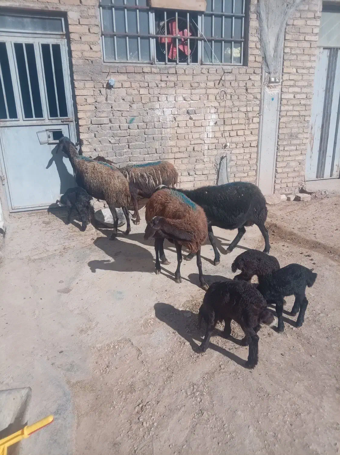 میش و بره|حیوانات مزرعه|نهاوند, |دیوار