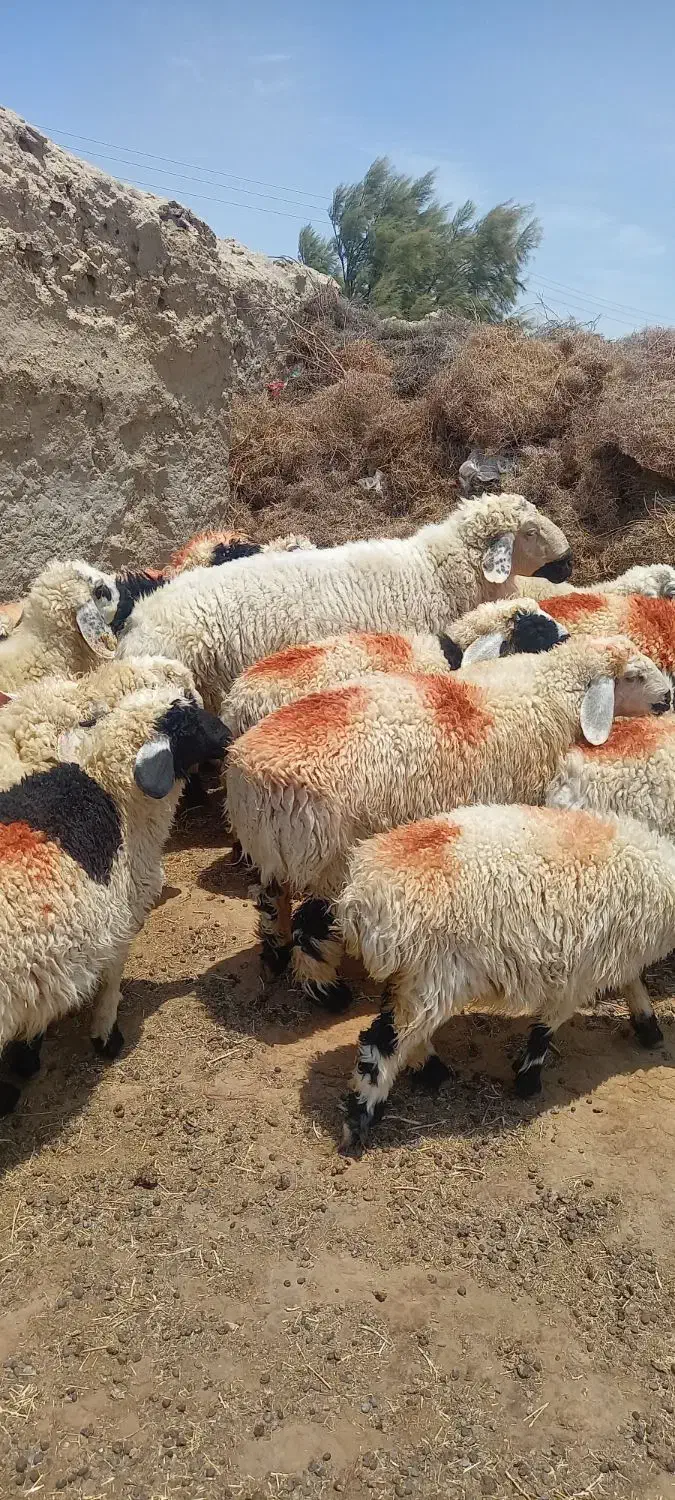 بره نر قوچ ماده|حیوانات مزرعه|زابل, |دیوار