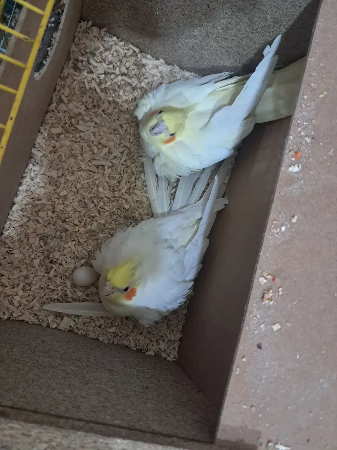 عروس هلندی لوتینودستی|پرنده|شهرکرد, |دیوار