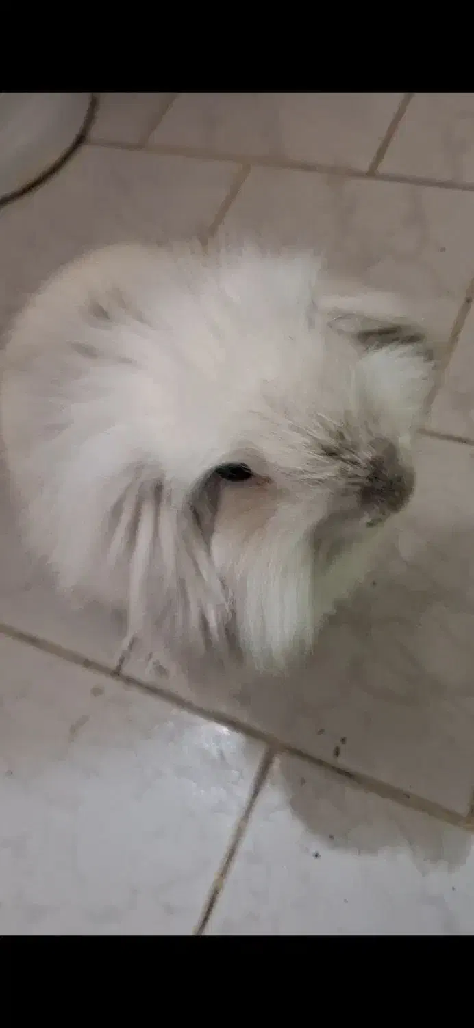 خرگوش لوپ با تمام وسایل|موش و خرگوش|پاکدشت, پاکدشت (مامازند)|دیوار