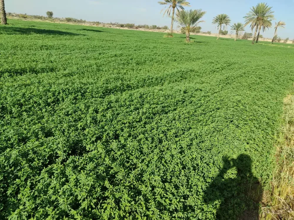 فروش انواع کود و بذر ونهال پیاز|خدمات باغبانی و درختکاری|جیرفت, |دیوار