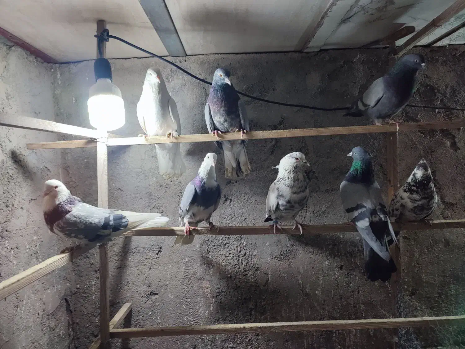 کبوتر|پرنده|پاکدشت, حصار امیر|دیوار