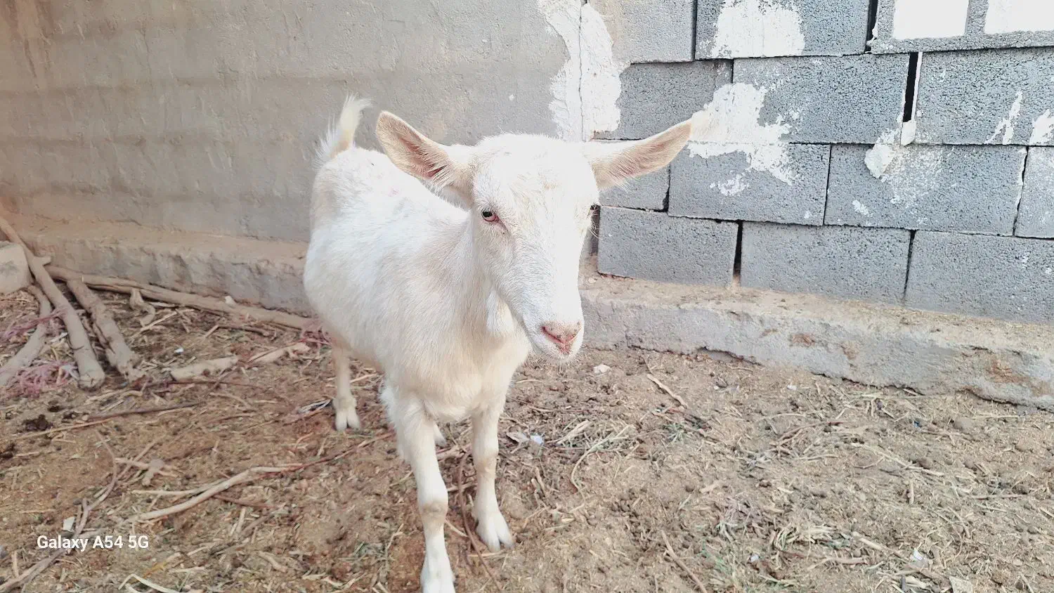 میش بز سانن گوسفند|حیوانات مزرعه|بهمن, |دیوار