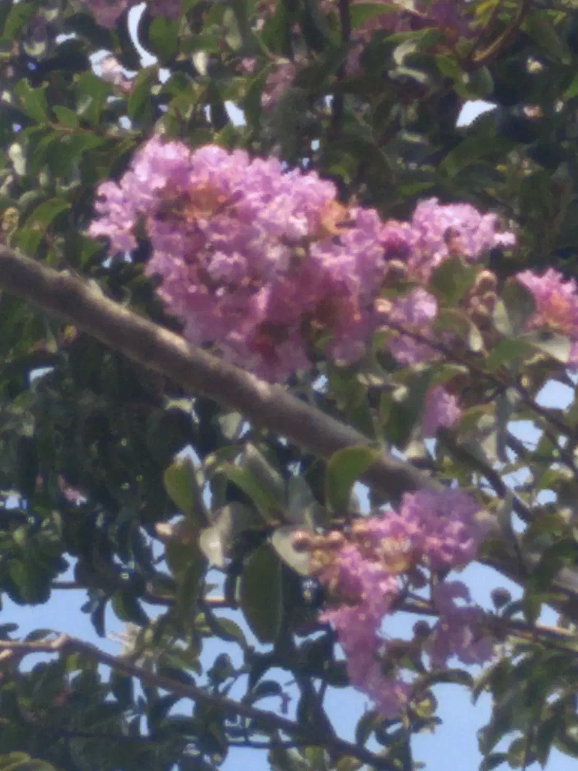 راهنمایی میکنم برا خرید ملک گیلان|فعالیت داوطلبانه|شیراز, شاهچراغ|دیوار