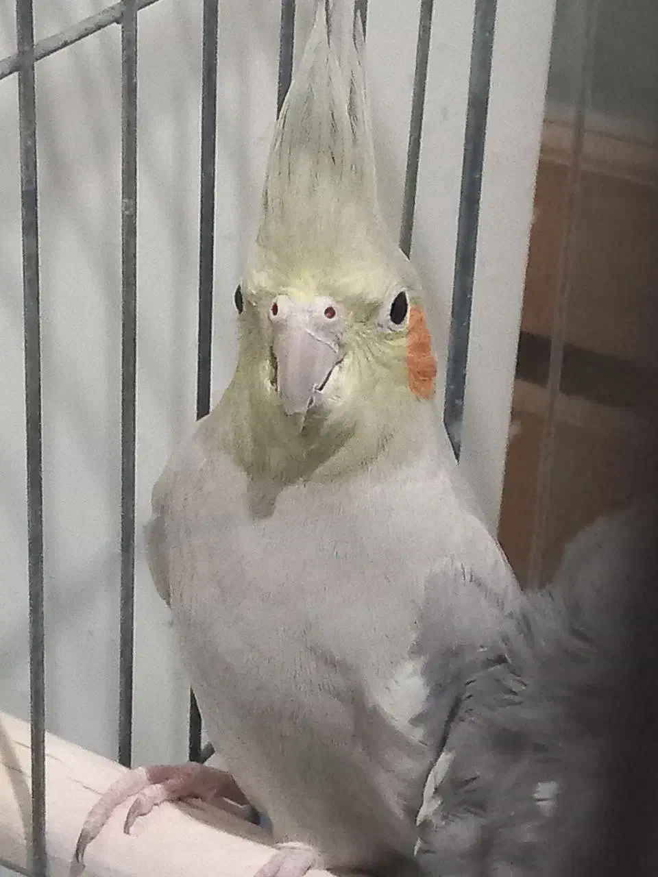 نر آماده|پرنده|کاشان, پاقپان|دیوار