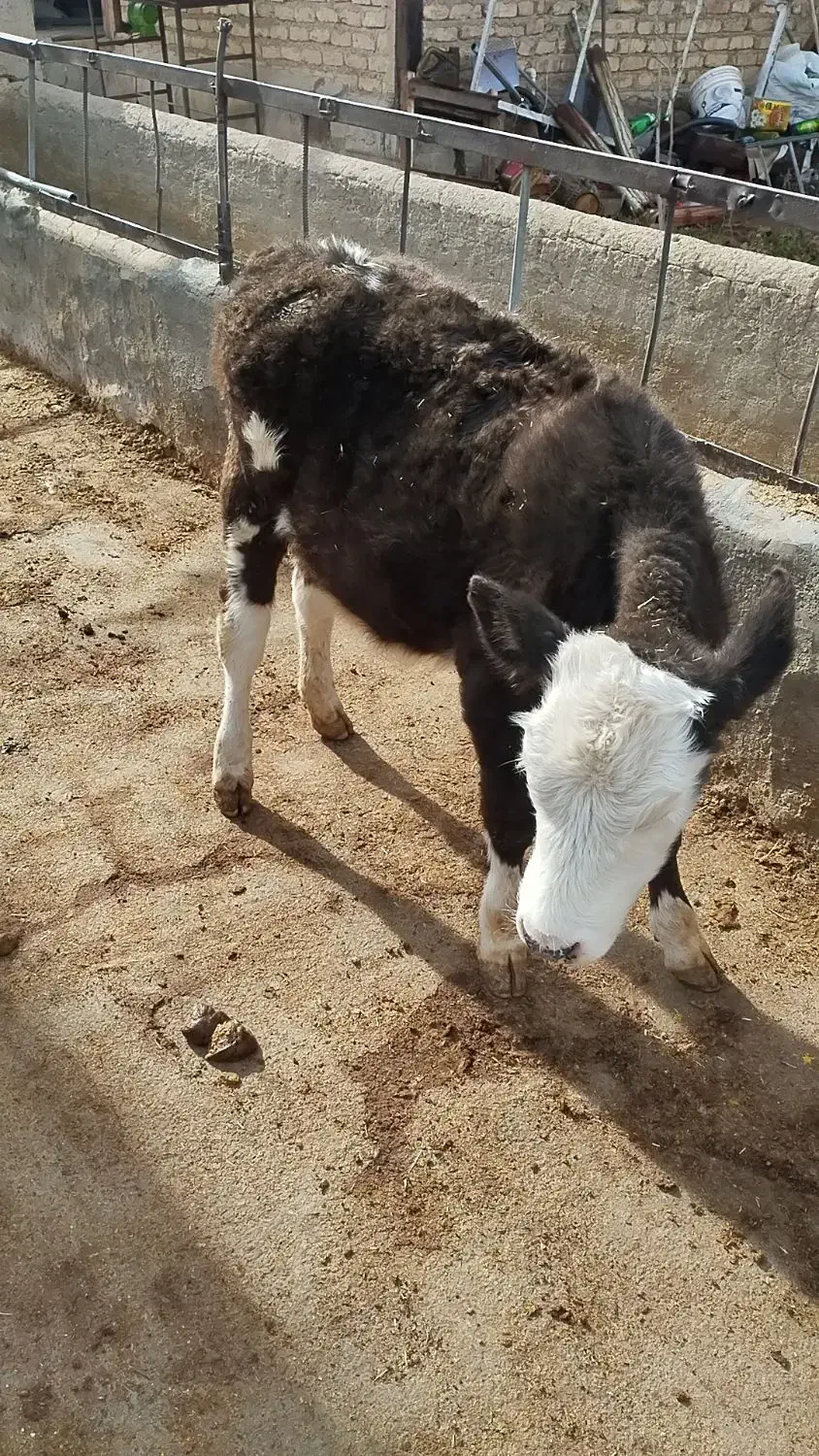 سه عدد گوساله ماده|حیوانات مزرعه|خنجین, |دیوار