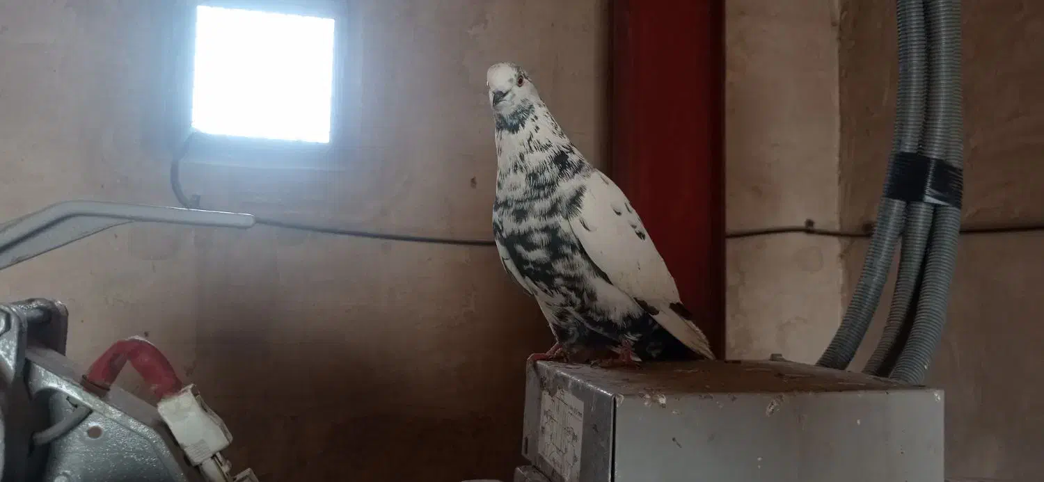 کفتر تهرونی|پرنده|اصفهان, میرعماد|دیوار