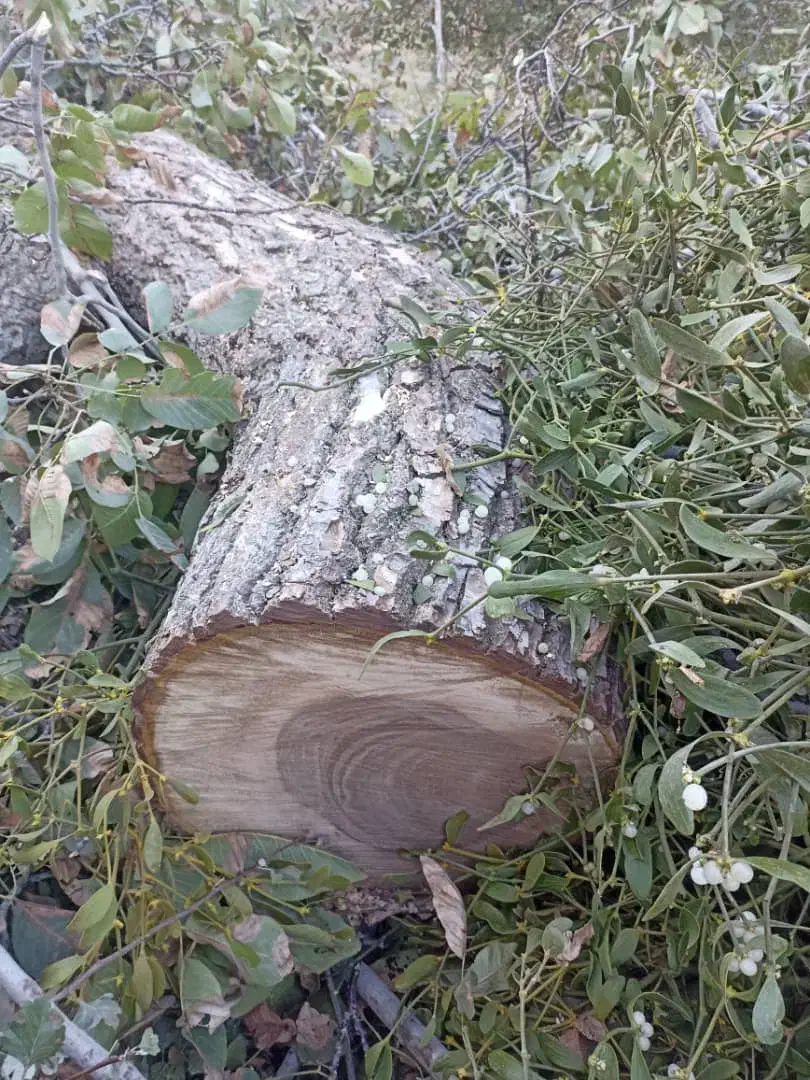 خرید و فروش انواع چوب های باغی|عمدهفروشی|بجنورد, |دیوار